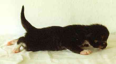 Cleopatra mit neun Tagen/Cleopatra being nine days old