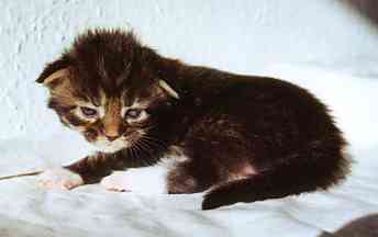 Cleopatra mit zwei Wochen und zwei Tagen/Cleopatra being two weeks and two days old