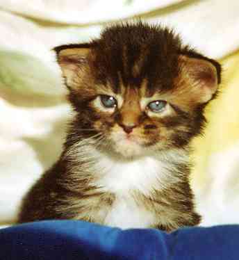 Cleopatra mit drei Wochen/Cleopatra being three weeks old