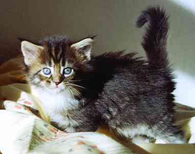 Cleopatra mit fünf Wochen/Cleopatra being five weeks old