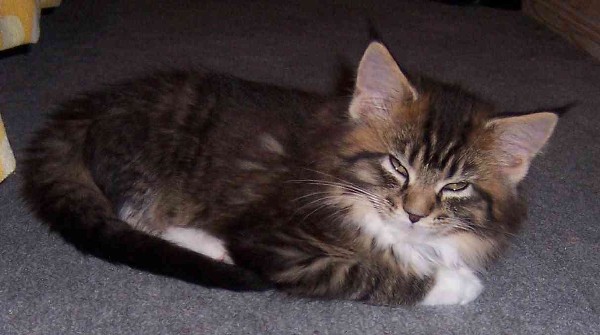 Cleopatra mit neun Wochen/Cleopatra being nine weeks old