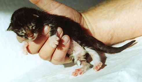 Colonel Mason mit einem Tag/Colonel Mason being one day old