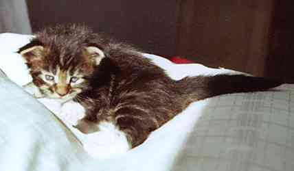 Colonel Mason mit drei Wochen/Colonel Mason being three weeks old