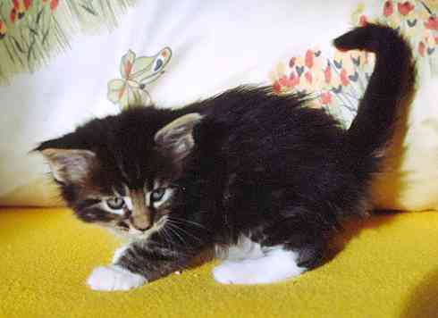 Colonel Mason mit fünf Wochen/Colonel Mason being five weeks old