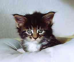 Colonel Mason mit fünf Wochen/Colonel Mason being five weeks old