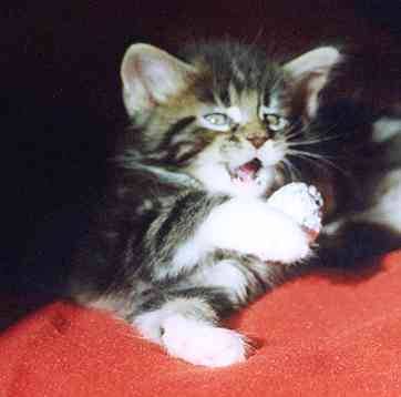 Colonel Mason mit sechs Wochen/Colonel Mason being six weeks old