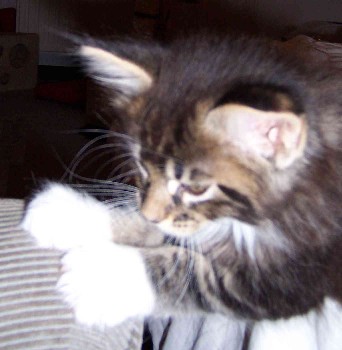 Colonel Mason mit sieben Wochen/Colonel Mason being seven weeks old