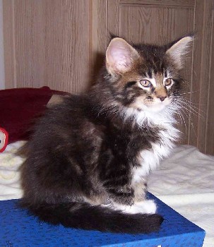 Colonel Mason mit acht Wochen/Colonel Mason being eight weeks old