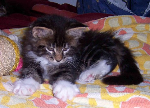 Colonel Mason mit neun Wochen/Colonel Mason being nine weeks old