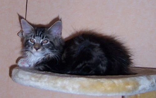 Colonel Mason in seinem neuen zu Hause. / Colonel Mason at his new home.