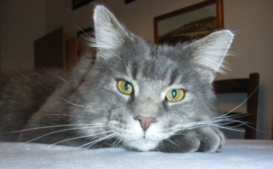 Cyril mit drei einhalb Jahren /Cyril being three and a half years old