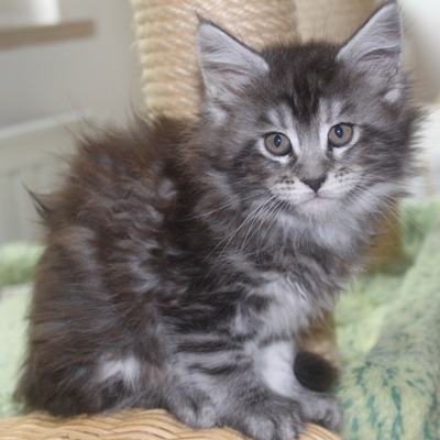 Darling mit acht Wochen / eight weeks old