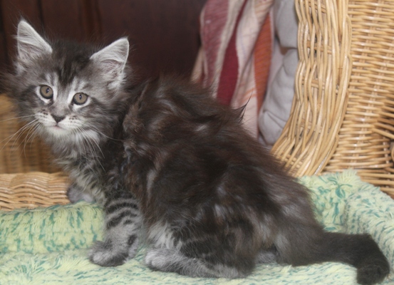 Darling mit acht Wochen / eight weeks old