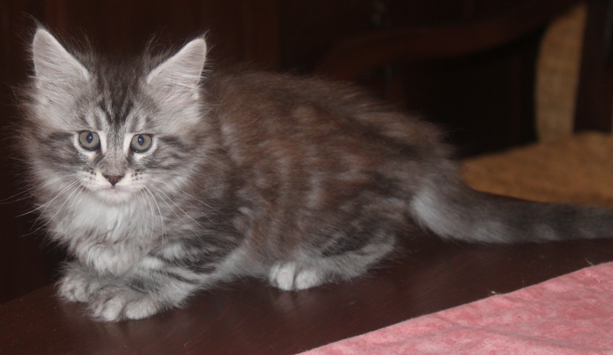 Darling mit 8 Wochen / eight weeks old