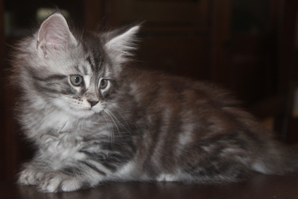 Darling mit 8 Wochen / eight weeks old