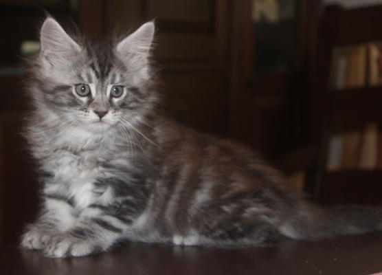 Darling mit 8 Wochen / eight weeks old