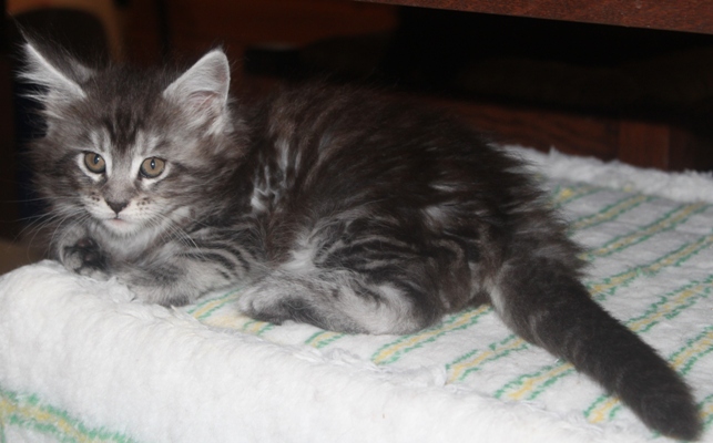 Darling mit 8 Wochen / eight weeks old