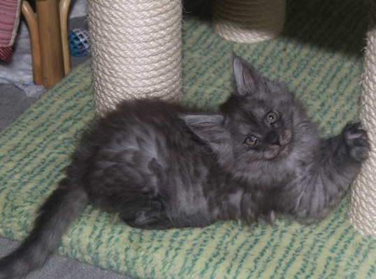 d'Artagnan mit 8 Wochen / eight weeks old