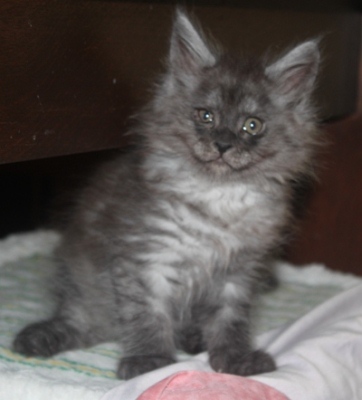 d'Artagnan mit acht Wochen / eight weeks old