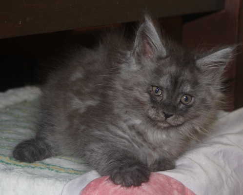 d'Artagnan mit acht Wochen / eight weeks old