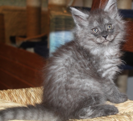 d'Artagnan mit 8 Wochen / eight weeks old