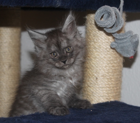 d'Artagnan mit 8 Wochen / eight weeks old