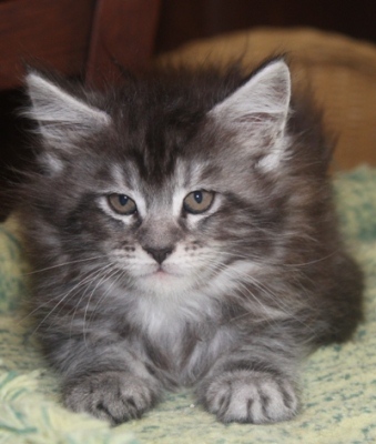 Dina mit acht Wochen / eight weeks old