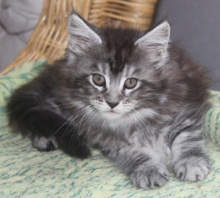 Dina mit acht Wochen / eight weeks old