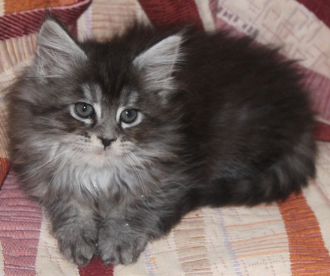 Dina mit 8 Wochen / eight weeks old