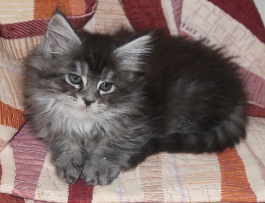 Dina mit 8 Wochen / eight weeks old