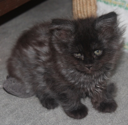 Donella mit acht Wochen / eight weeks old