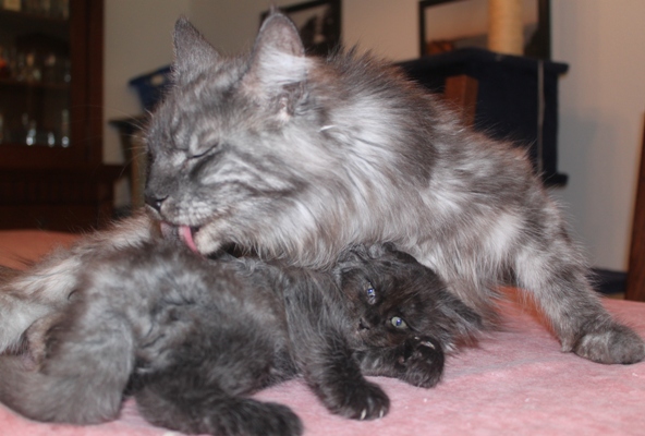 Donella mit acht Wochen / eight weeks old