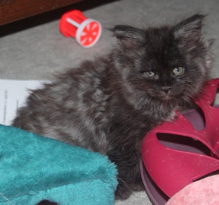 Donella mit 8 Wochen / eight weeks old