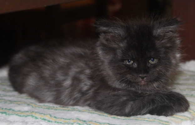 Donella mit 8 Wochen / eight weeks old