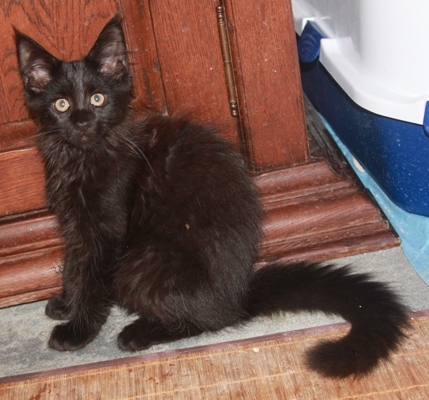 Dorle mit vier Monaten  / four months old