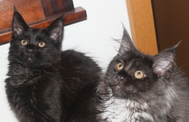 Dorle mit vier Monaten  / four months old