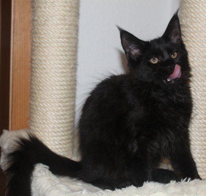 Dorle mit vier Monaten  / four months old