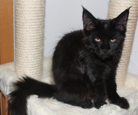 Dorle mit vier Monaten  / four months old