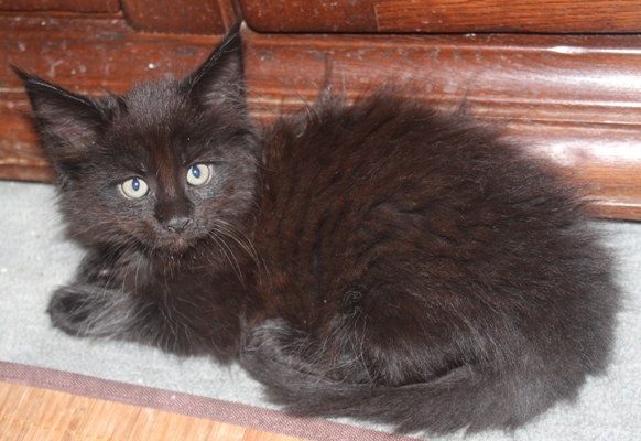 Dorle mit acht Wochen / eight weeks old