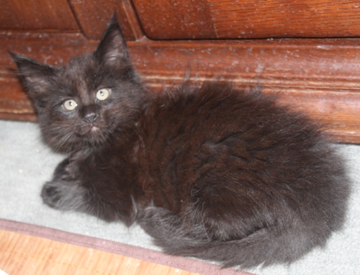 Dorle mit acht Wochen / eight weeks old