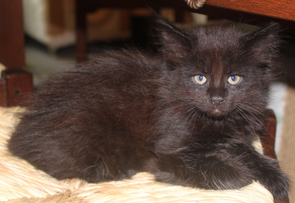 Dorle mit 8 Wochen / eight weeks old