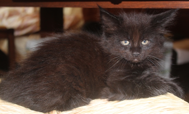 Dorle mit 8 Wochen / eight weeks old