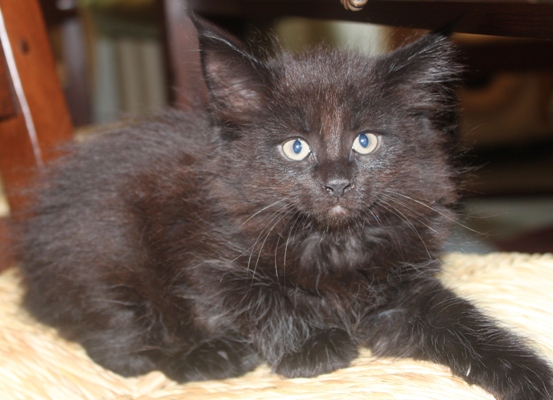 Dorle mit 8 Wochen / eight weeks old