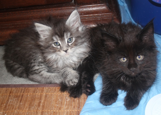 Dorle mit 8 Wochen / eight weeks old