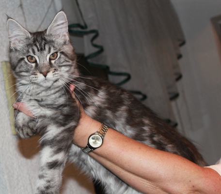 Dumas mit fünf Monaten / five months old