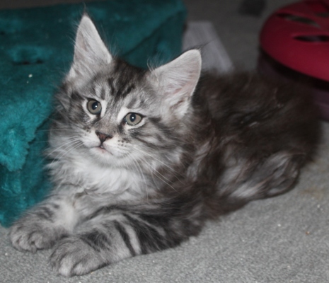 Dumas mit acht Wochen / eight weeks old