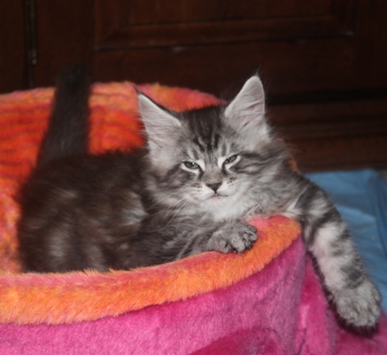 Dumas mit 8 Wochen / eight weeks old