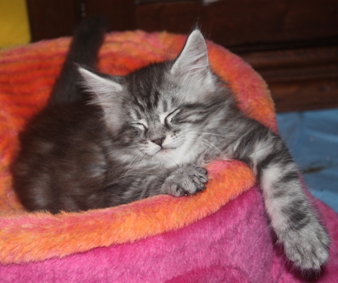 Dumas mit 8 Wochen / eight weeks old