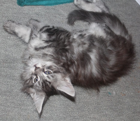 Dumas mit acht Wochen / eight weeks old