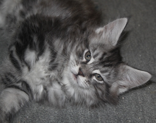 Dumas mit acht Wochen / eight weeks old